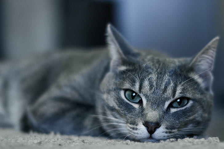 closeup photo of grey Tabby cat, sigma, pets, domestic Cat, animal