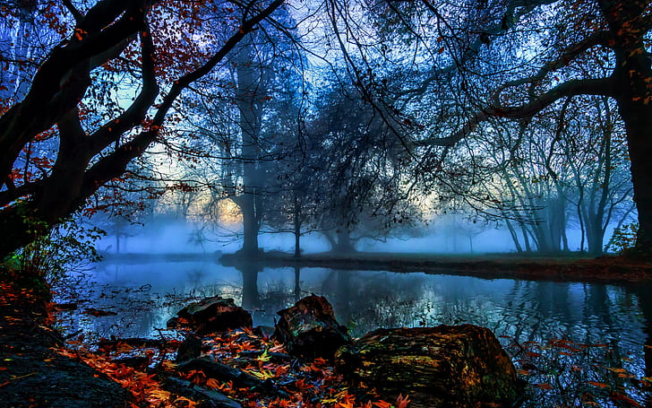 England, London, Morden Hall Park, trees, river, fog, autumn, dawn, HD wallpaper