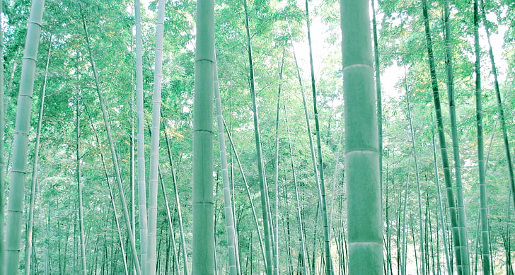 China, bamboo, forest, tree, land, plant, beauty in nature