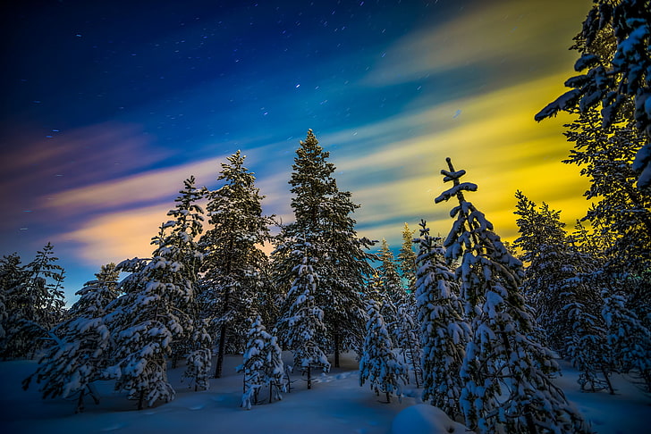 green pine trees, winter, forest, snow, Northern lights, Finland