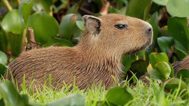 Capybara, Venezuela, animal wildlife, mammal, plant, one animal, HD wallpaper