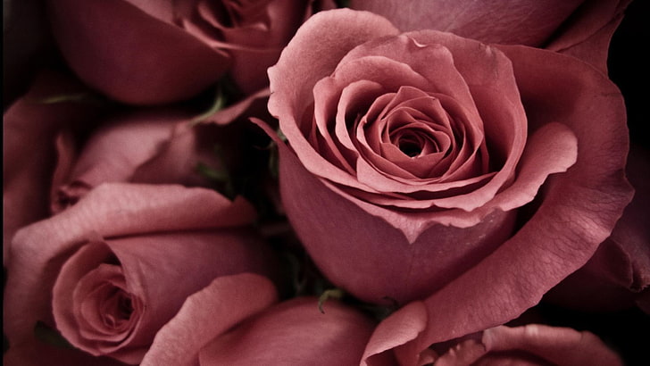 rose, pink, flower, blossom, petal, floral, plant, love, flowers, HD wallpaper
