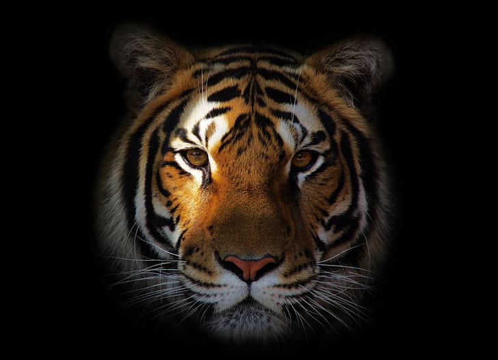 Download wallpapers tiger, predator, wildlife, tiger face, tiger eyes, calm  tiger, wild animals, wild cats for desktop free. Pictures for desktop free