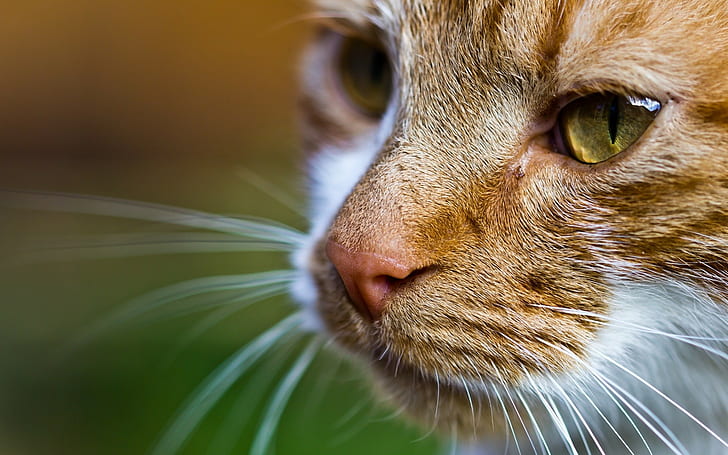 orange and white cat, animals, macro, depth of field, domestic Cat
