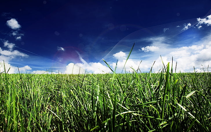 green grass field digital wallpaper, digital art, plants, sky