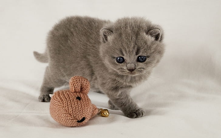 Scottish Fold Kitten, scottish fold cat, cute, small, little