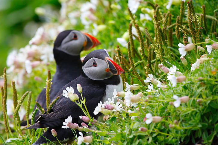 Atlantic puffins, Ireland, flowers, animals, nature