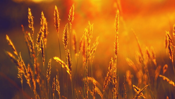 wheat, flowers, cereal, field, grain, agriculture, rural, farm