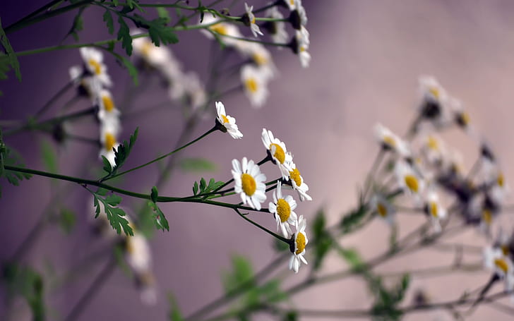 Daisies, small white flowers, yellow white daisies, HD wallpaper