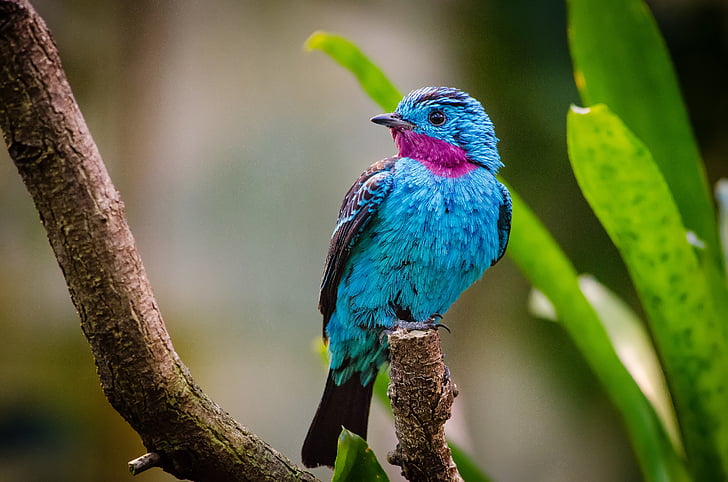 photo of blue and purple bird on branch, Spangled cotinga, Amazon Rainforest