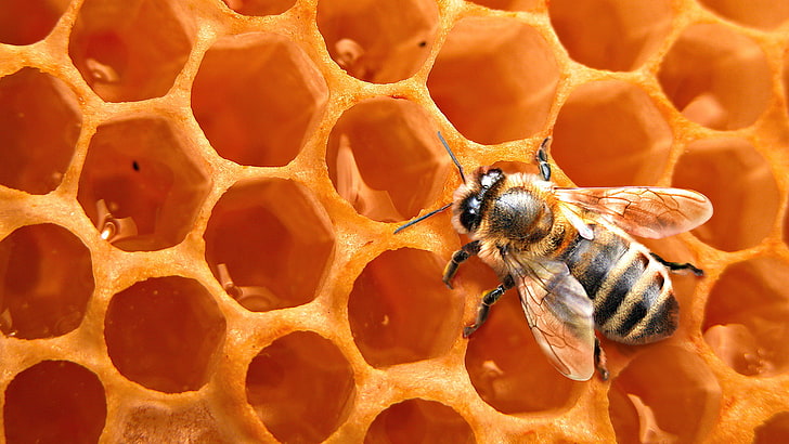 honeybee on honeycomb wallpaper, background, cell, insect, yellow, HD wallpaper