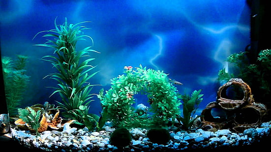HD wallpaper: aquarium computer backgrounds, underwater, animals in the  wild
