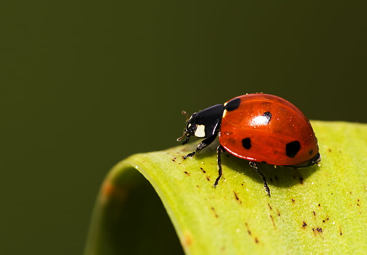 black and red seven-spotted ladybird, como, como, MG, Canon  Eos  600d, HD wallpaper