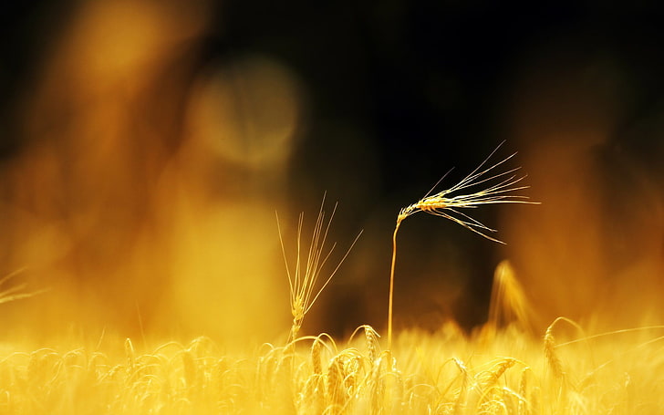 brown grass, macro, nature, blurred, wheat, depth of field, plants, HD wallpaper