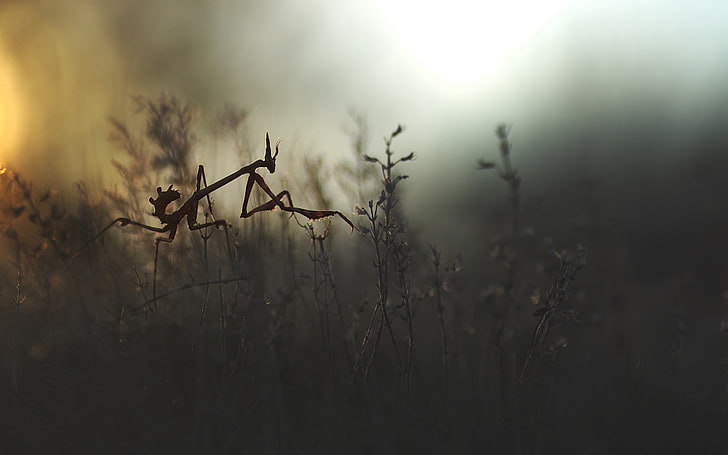 gray praying mantis, insect, nature, empusa, plant, growth, no people