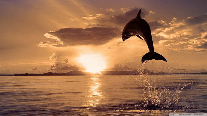 dolphin and body of water, animals, nature, sea, jumping, splashes, HD wallpaper