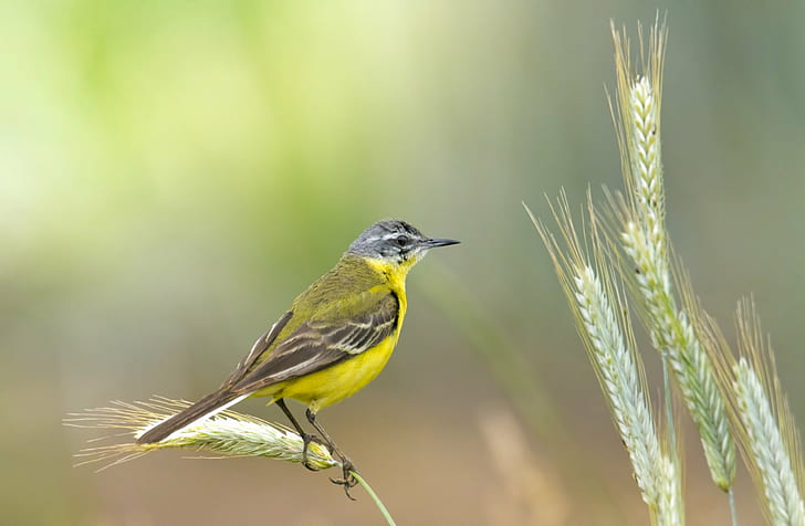selective photography yellow and black humming bird on weath, western yellow wagtail, western yellow wagtail