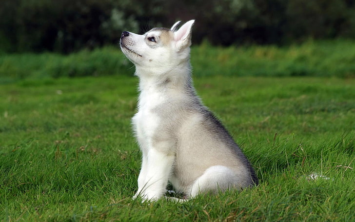 gray Siberian Husky puppy, dog, animals, grass, one animal, animal themes, HD wallpaper
