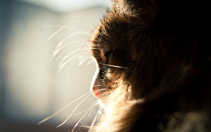 calico cat, muzzle, profile, light, fluffy, women, close-up, beauty, HD wallpaper