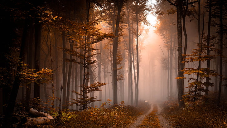 mist, fog, path, forest path, autumn, foggy, pathway, woods, HD wallpaper