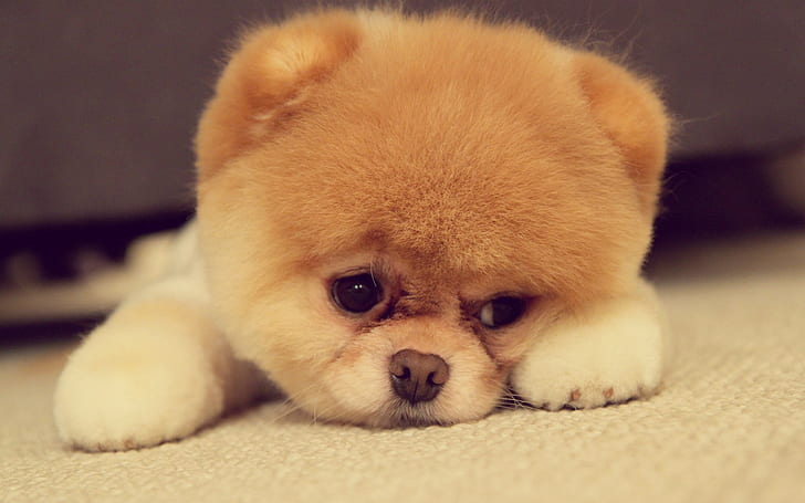 Pomeranian puppy is cute, HD wallpaper