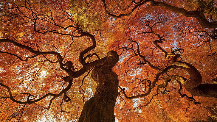 orange leafed tree, orange leaf tree on autumn, fall, trees, leaves
