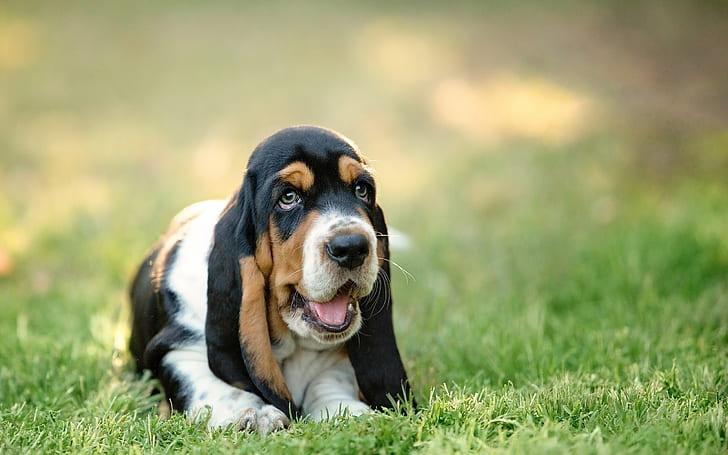 Basset Hound, cute, grass, puppy, little, HD wallpaper