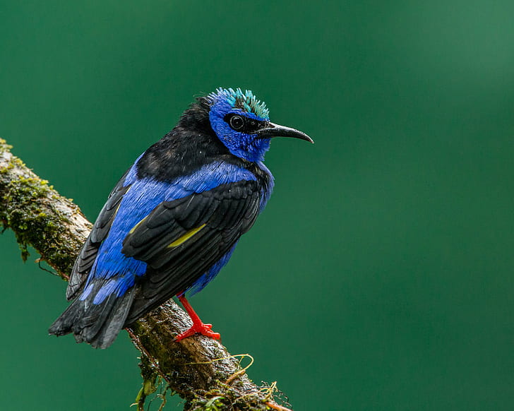 blue and black long-beak bird, red-legged honeycreeper, red-legged honeycreeper