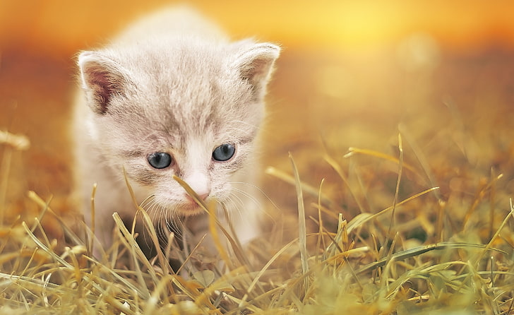 Adorable, Cute kitten, Baby cat, animal, animal themes, one animal, HD wallpaper