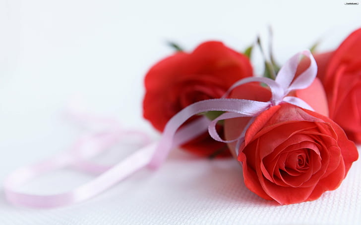 Rose, Flower, Red, Fresh, Love, Ribbon, HD wallpaper