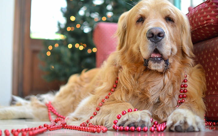 Golden retriever, cute dog, beads, HD wallpaper