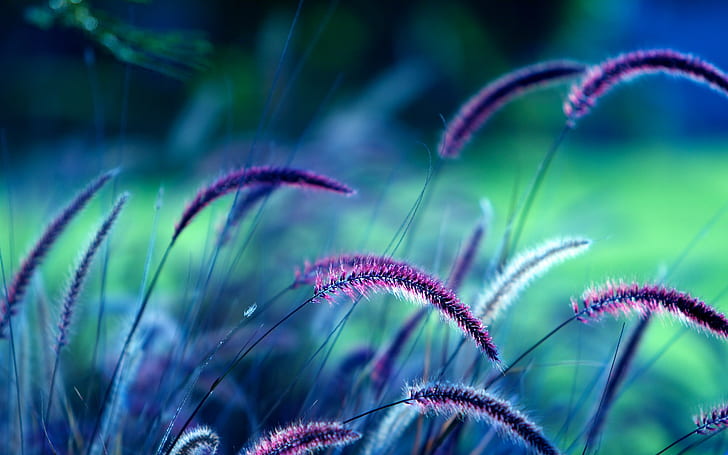 grass, plants, spikelets, violet, HD wallpaper