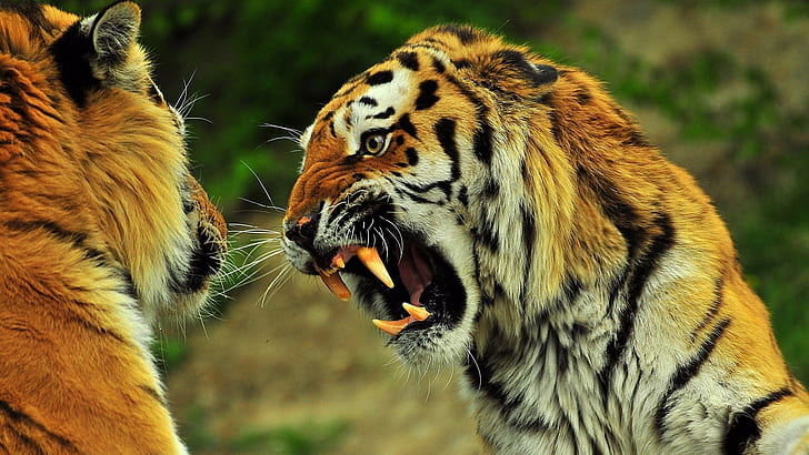 Animal, 1920x1080, tiger, angry, hd angry tiger, 4K, HD wallpaper