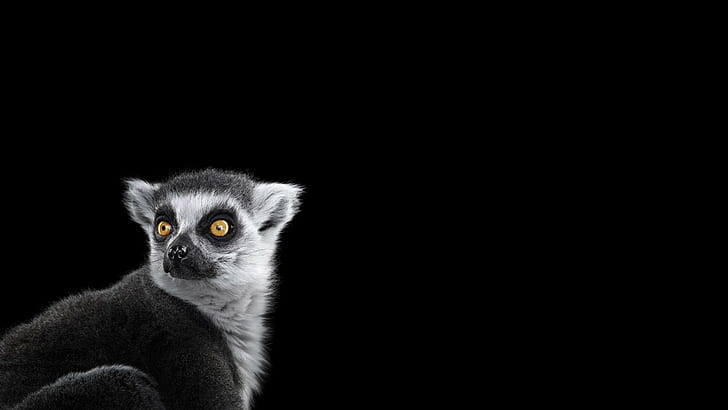 Photography, Mammals, Monkeys, Simple Background, Cute, HD wallpaper