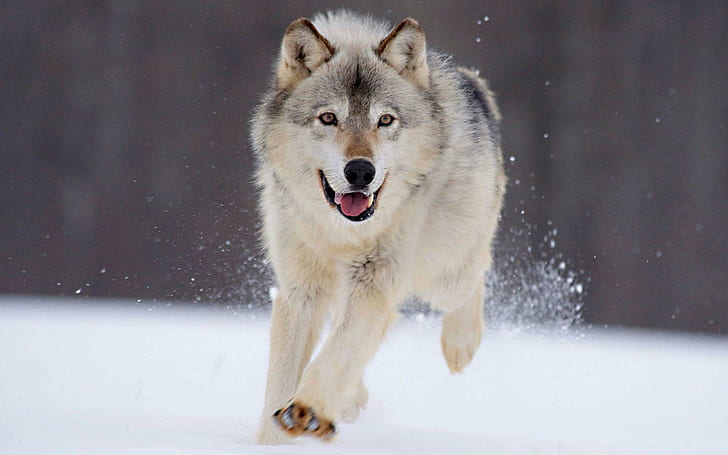 Wolf running in the snow, white wolf, animals, 1920x1200