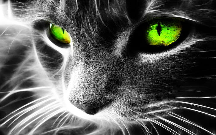cat, Fractalius, animals, digital art, selective coloring, green eyes