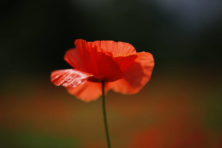 selective focus of red Poppy flower during day time, lest we forget