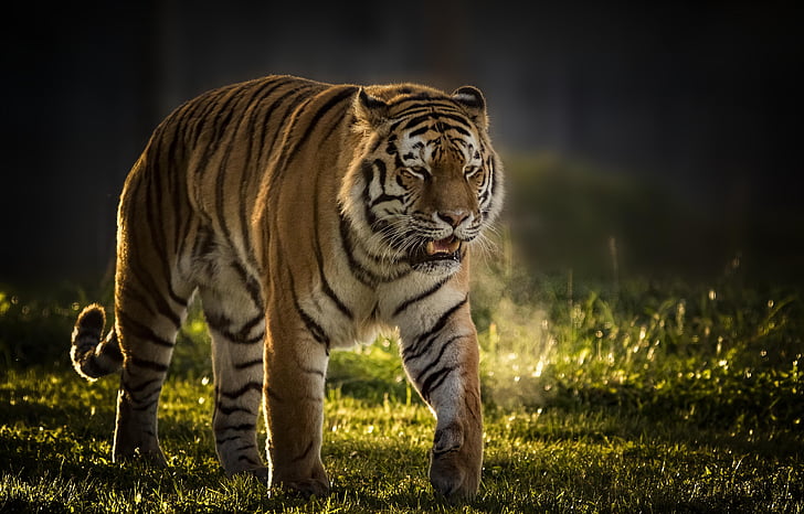 tiger walking on green field grass, Tiger Vladimir, Yorkshire Wildlife Park, HD wallpaper