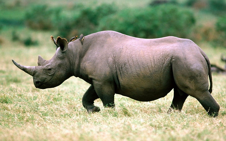 HD wallpaper: black rhinoceros, grass, walk, sky, animal, nature, wildlife  | Wallpaper Flare