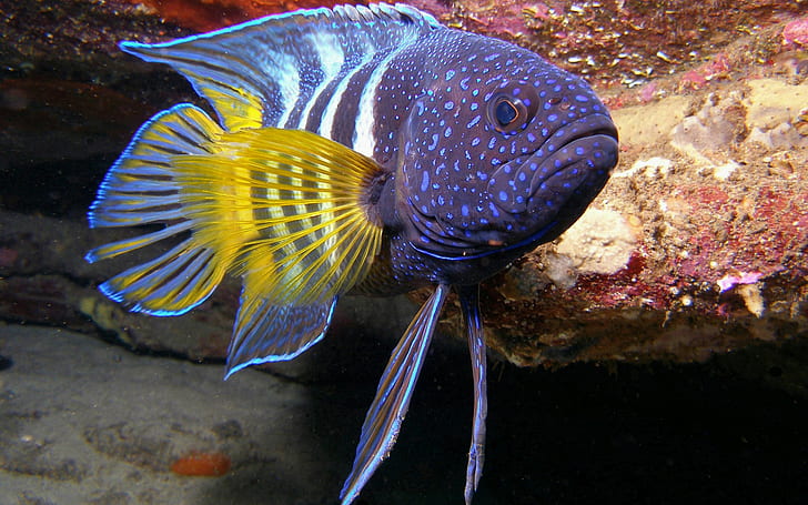 underwater, fish, purple, HD wallpaper
