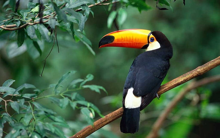 orange, white, and black bird, toucan, branch, tree, beak, wildlife
