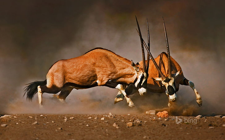 gemsboks clash Namibia-October 2015 Bing Wallpaper, mammal, animal wildlife, HD wallpaper