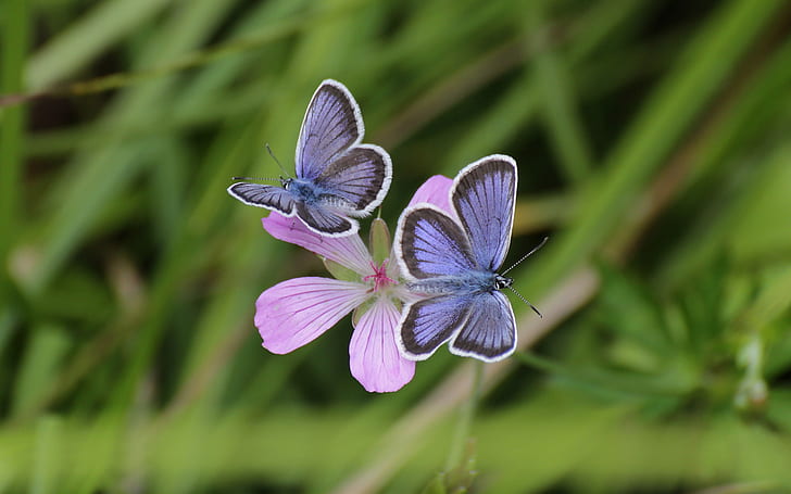 Pink flowers, blue butterfly, bokeh, grass, purple butterflies