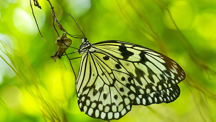 paper kite btterfly, butterfly, macro, green, insect, animal themes, HD wallpaper