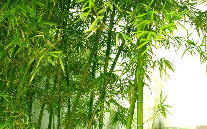 Green fresh bamboo, green bamboo trees, HD wallpaper