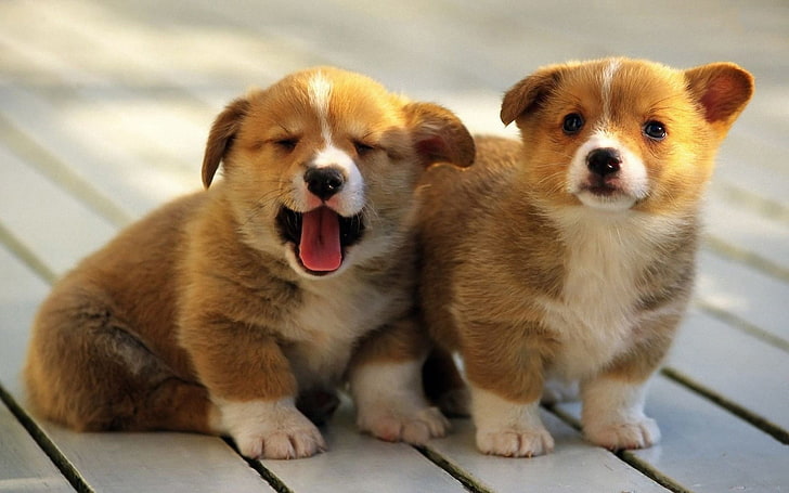 two brown and white short coat puppies, animals, dog, animal themes, HD wallpaper