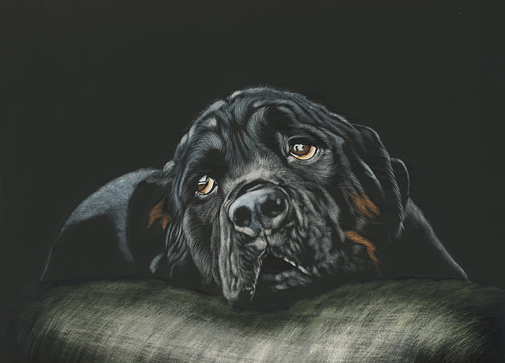 Breed dog, Black, Rottweiler, HD wallpaper