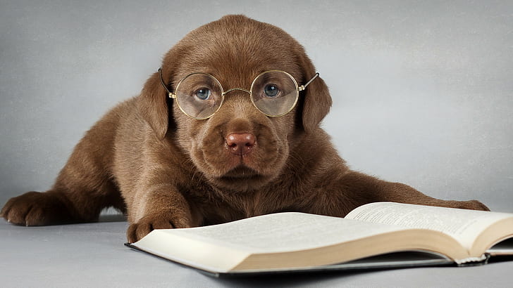 HD wallpaper: Animal, 1920x1080, dog, book, eyeglasses, Funny, reading,  studying | Wallpaper Flare