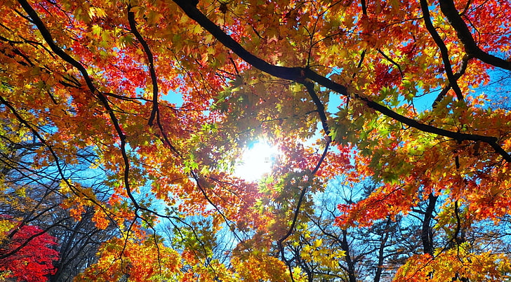 Autumn Sunshine, yellow and red trees, Seasons, Colorful, Leaves, HD wallpaper