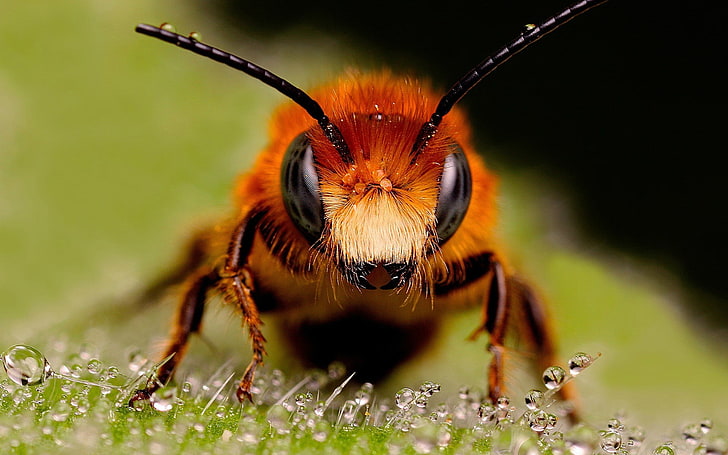 brown honeybee, brown and black bee in closeup photo, macro, insect